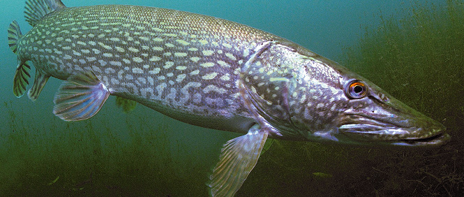 Erlaufsee im wunderschönen Mariazellerland