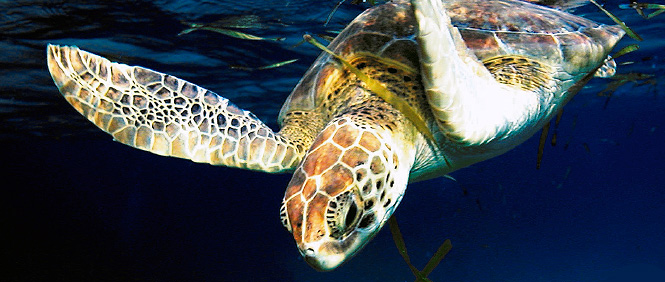 It´s more fun in the Philippines!